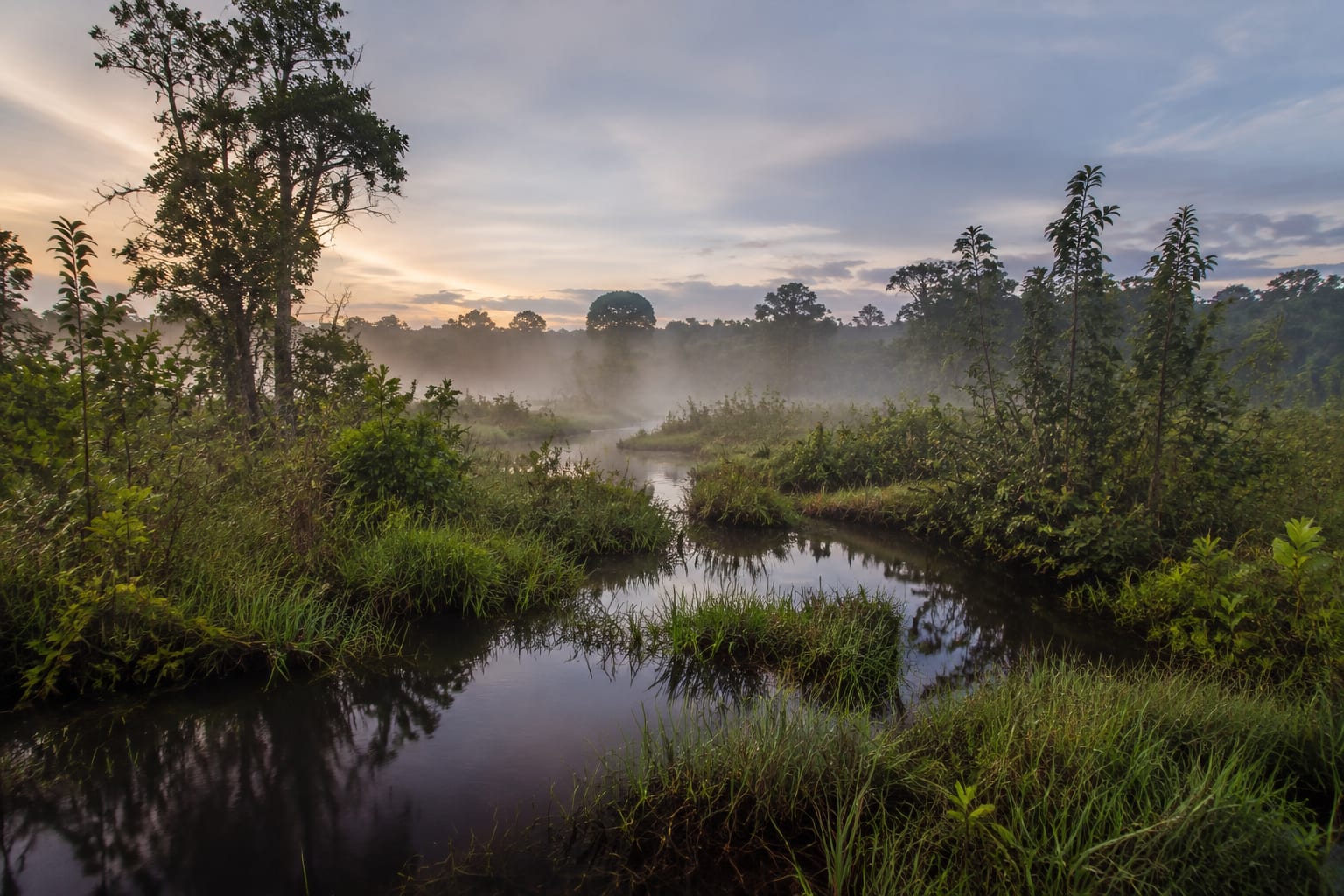 Intact tropical peatland storing carbon