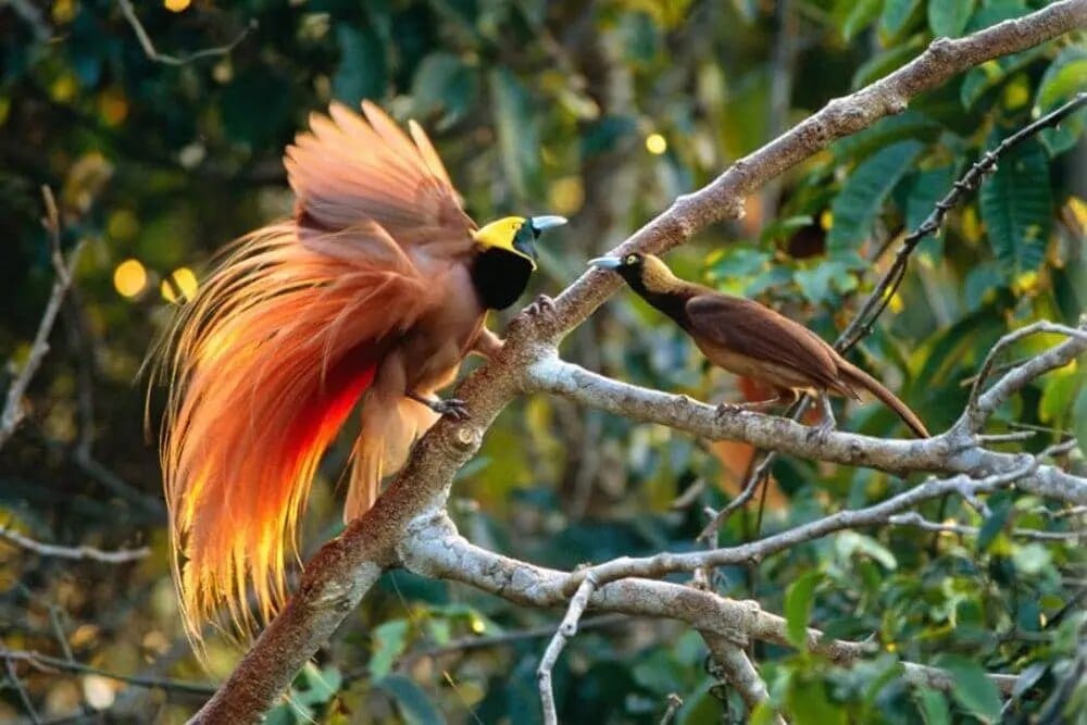 Birds-of-paradise displaying in a Papuan rainforest canopy