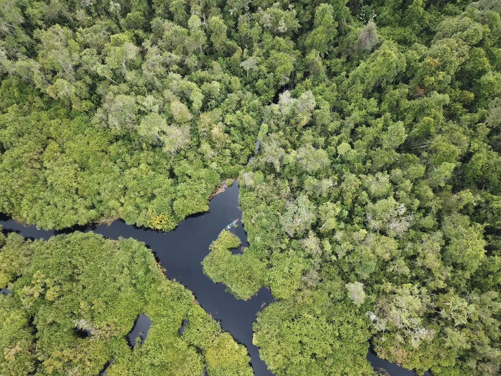 Aerial view of intact tropical peat swamp forest and waterways in Indonesia