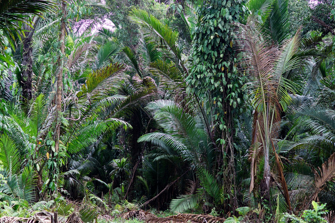 A lush sago garden in Papua, with sago palms growing among other trees and climbing plants.