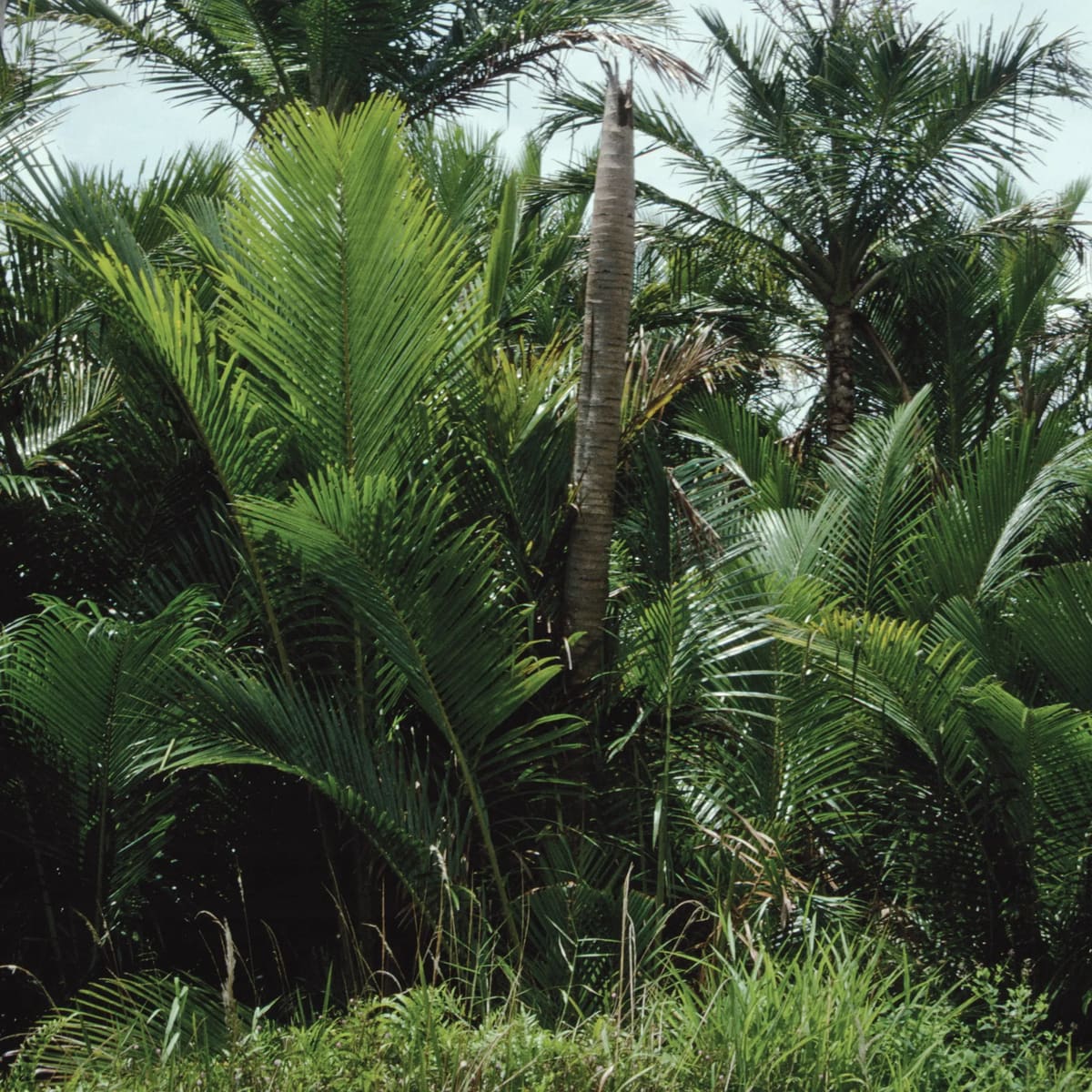 Sago palms of different ages growing together, with large fronds and a single bare trunk standing among them.