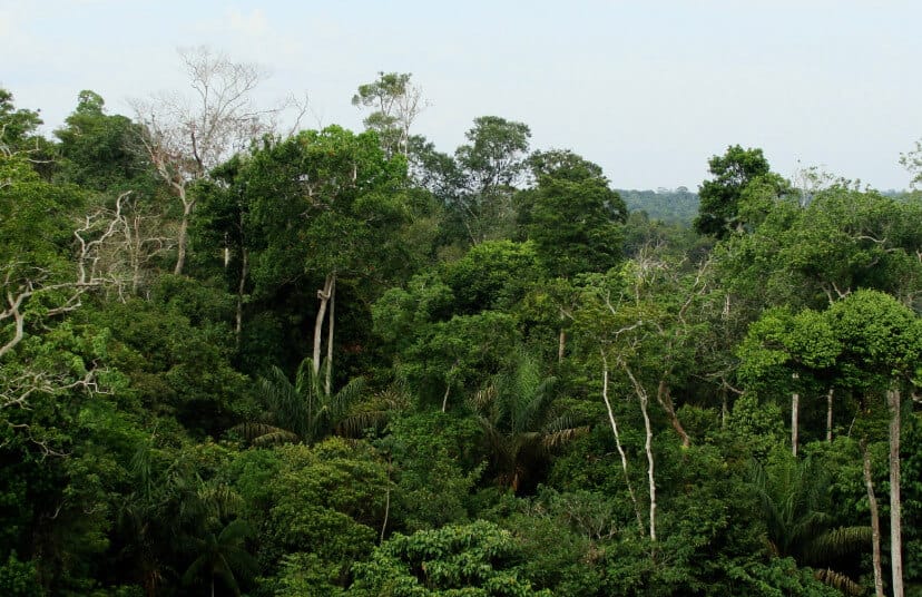 SP-02 project landscape in Mappi, South Papua