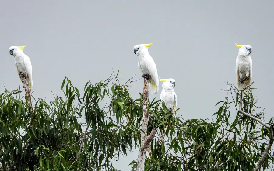 Cockatoos above the forest