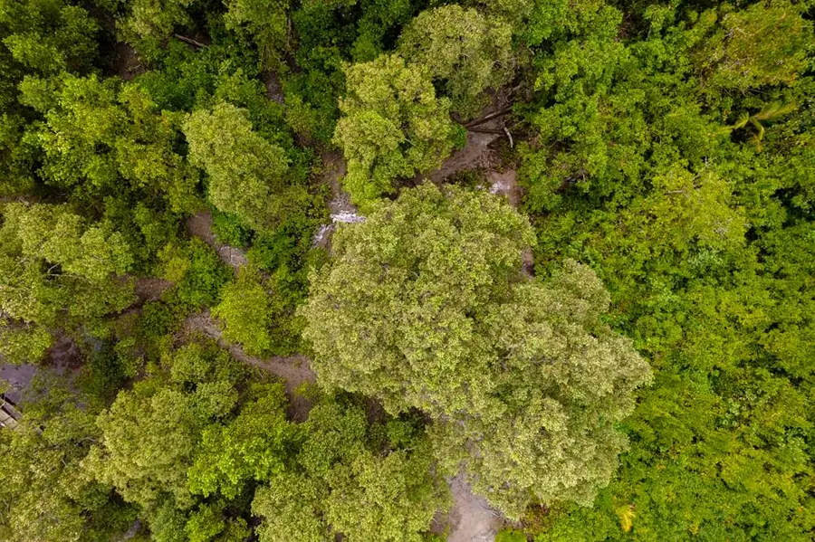 Dense tropical forest canopy