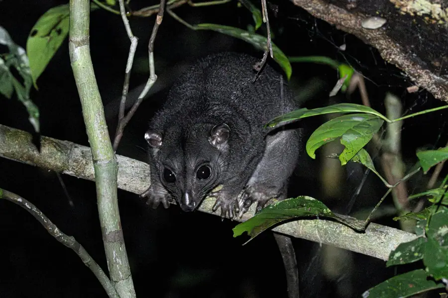 Cuscus in the forest canopy