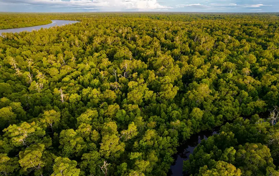 Aerial view of a mangrove river