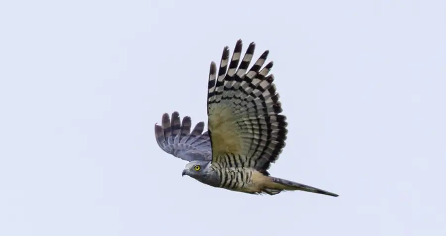 Pacific baza flying above the forest
