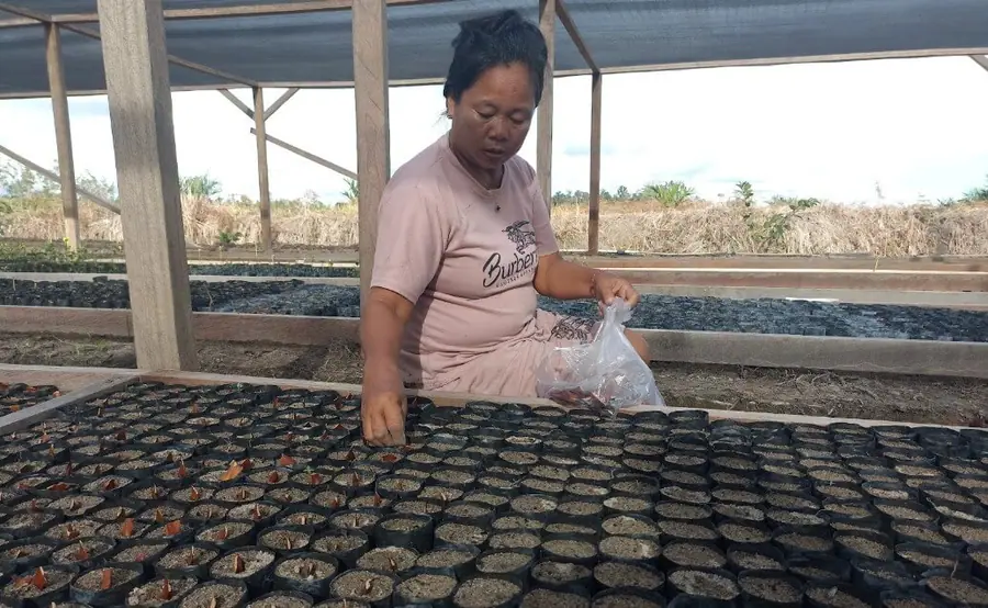 Field team caring for young seedlings