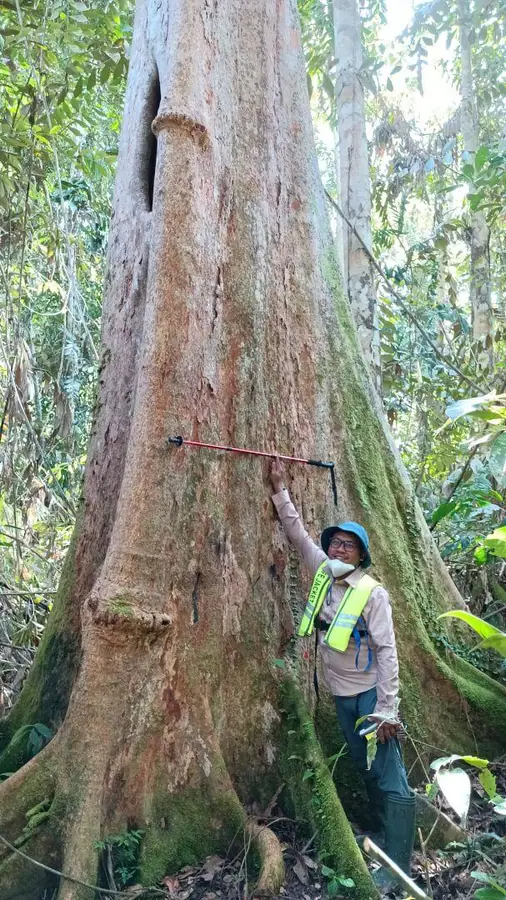 Forest measurement beside a mature tree